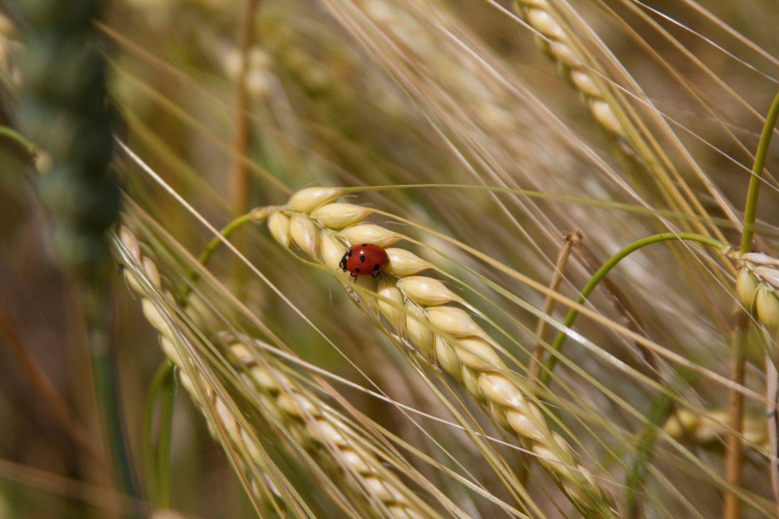 Los cereales desempeñan un papel esencial en la salud del suelo y la biodiversidad.