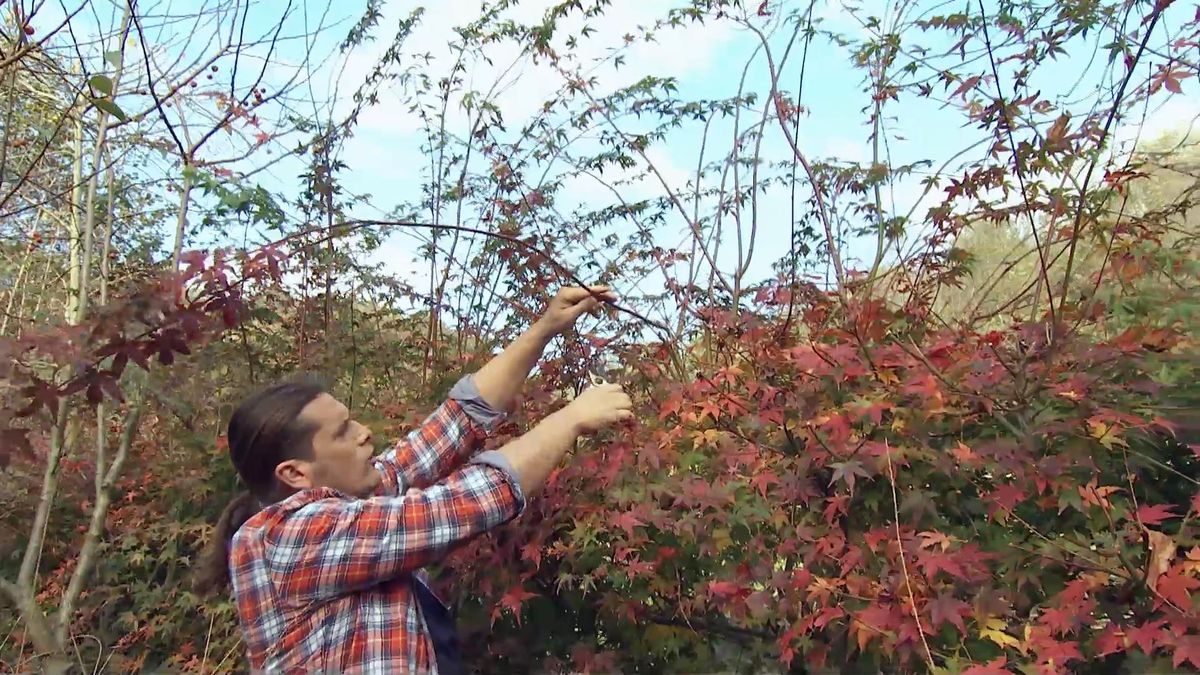 deco718 seto arces japoneses largura