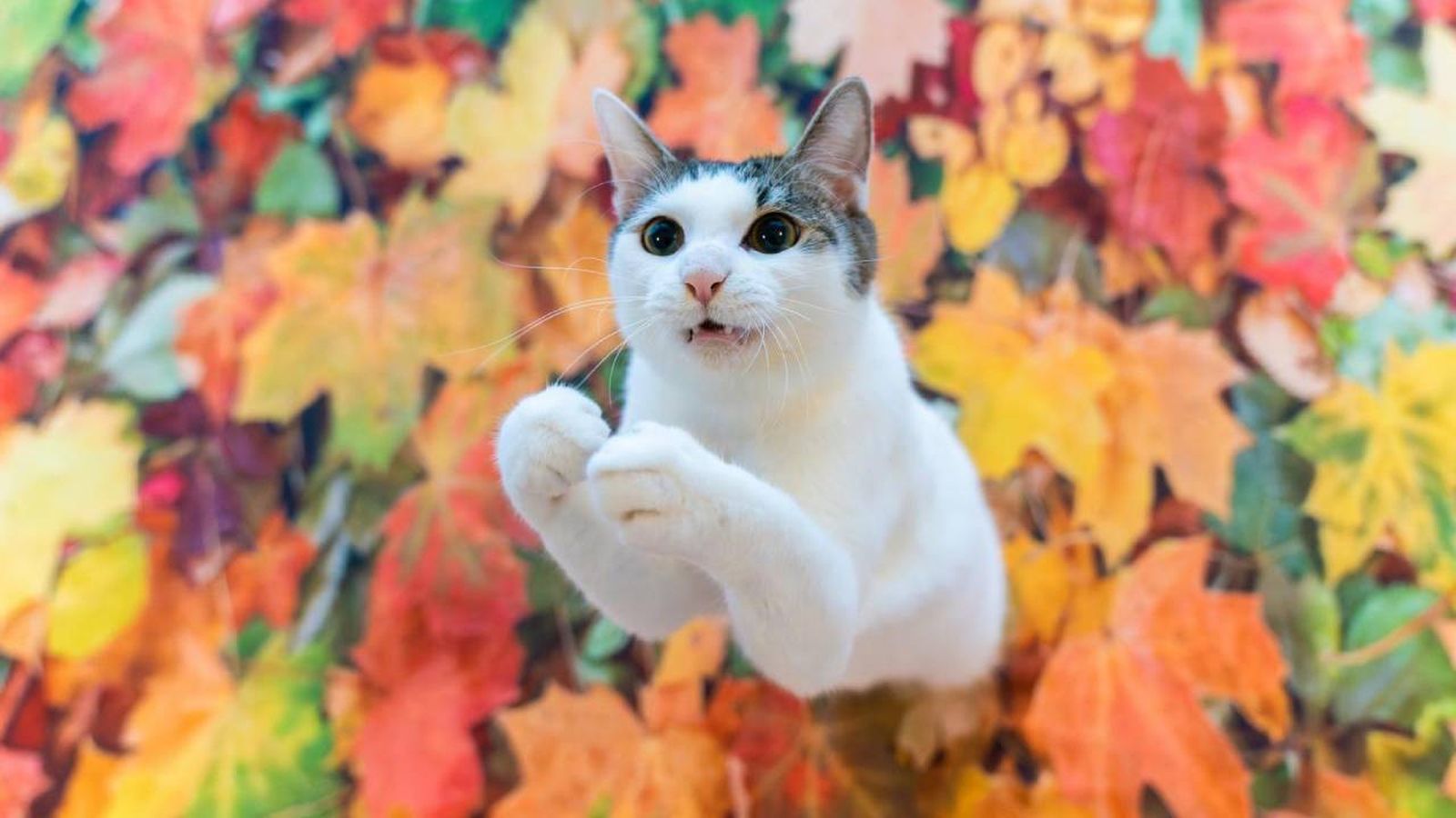 finalistas premios fotografia divertida Comedy Pet Photo Awards 2023