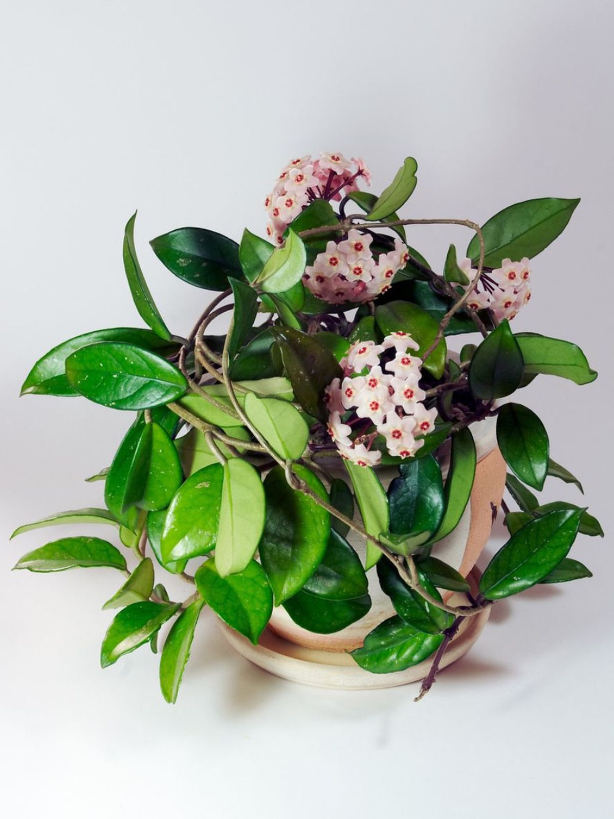 cuidados flor de cera en maceta