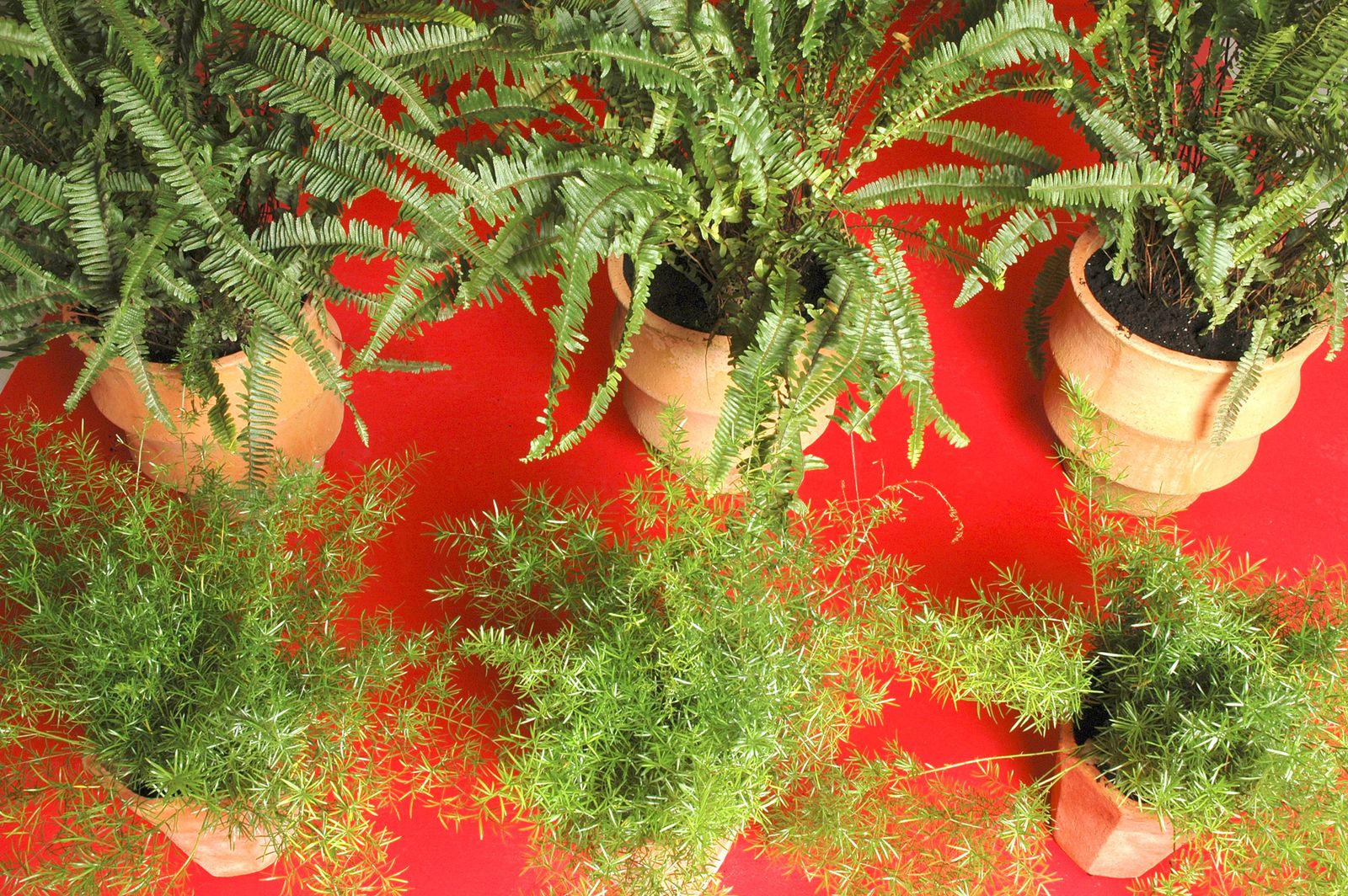 Composición con helechos y esparragueras 2