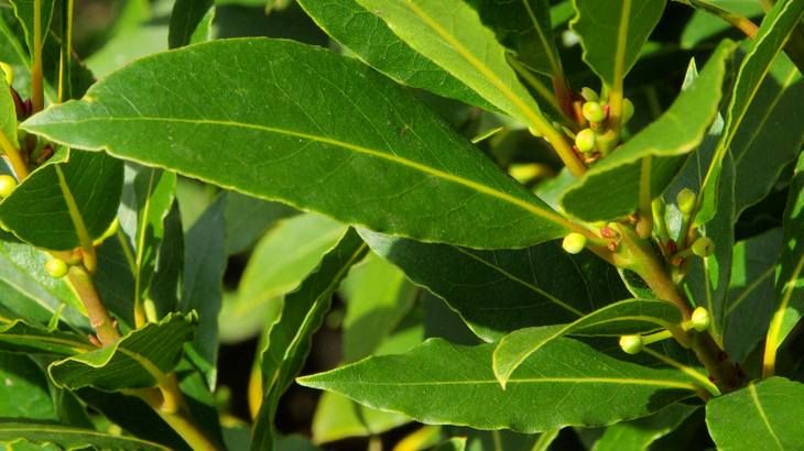 Laurel