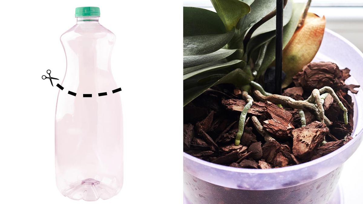 macetero para orquideas