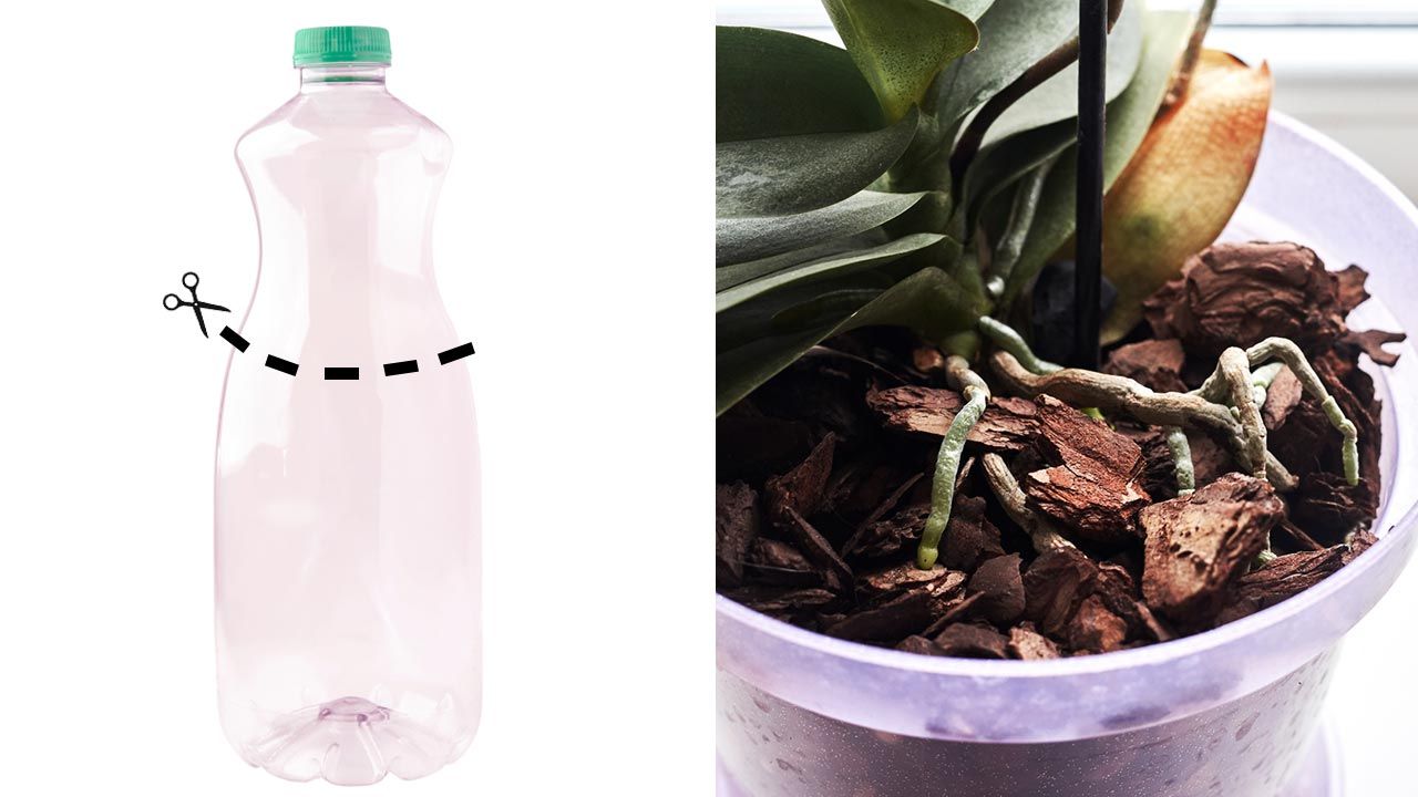 macetero para orquideas