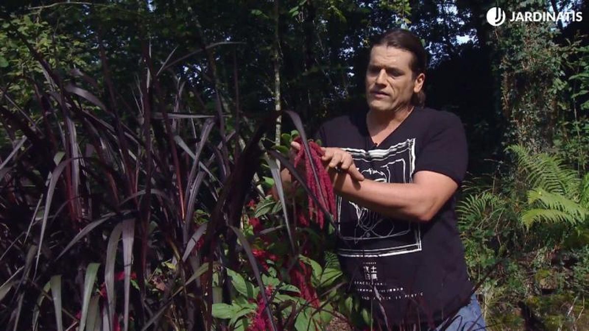 Pennisetum vertigo y amaranto en el jardín