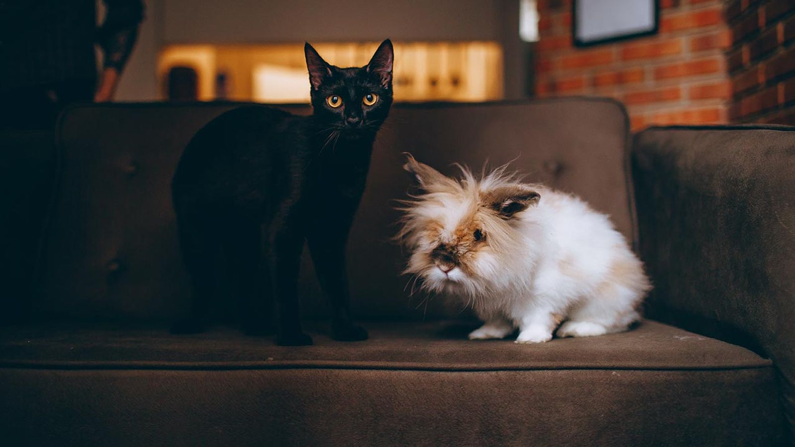 mascotas prohibidas en españa