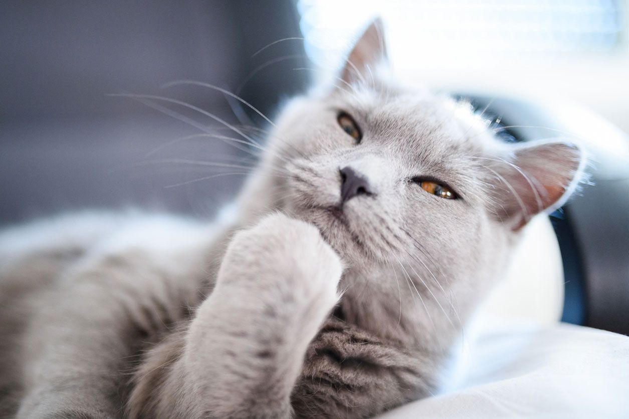 7 cosas que a tu gato no le gustan tocar nariz
