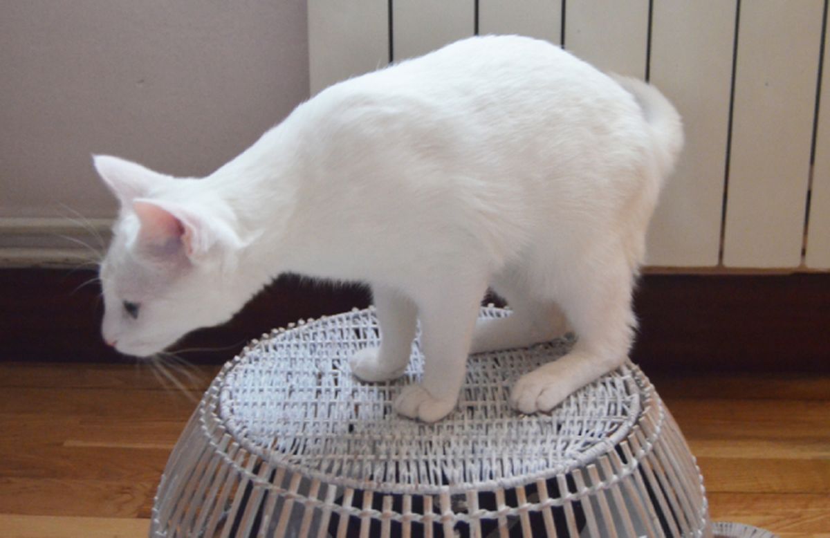 gato tapar aspirador 1