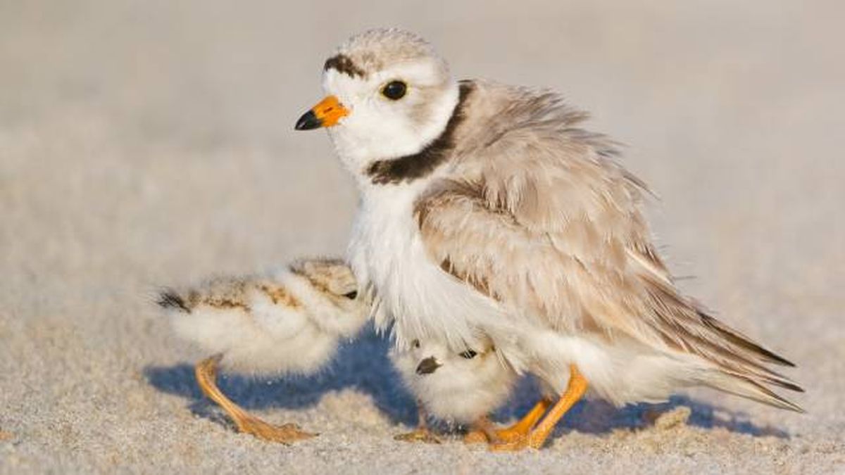 aves playeras especies chorlitos