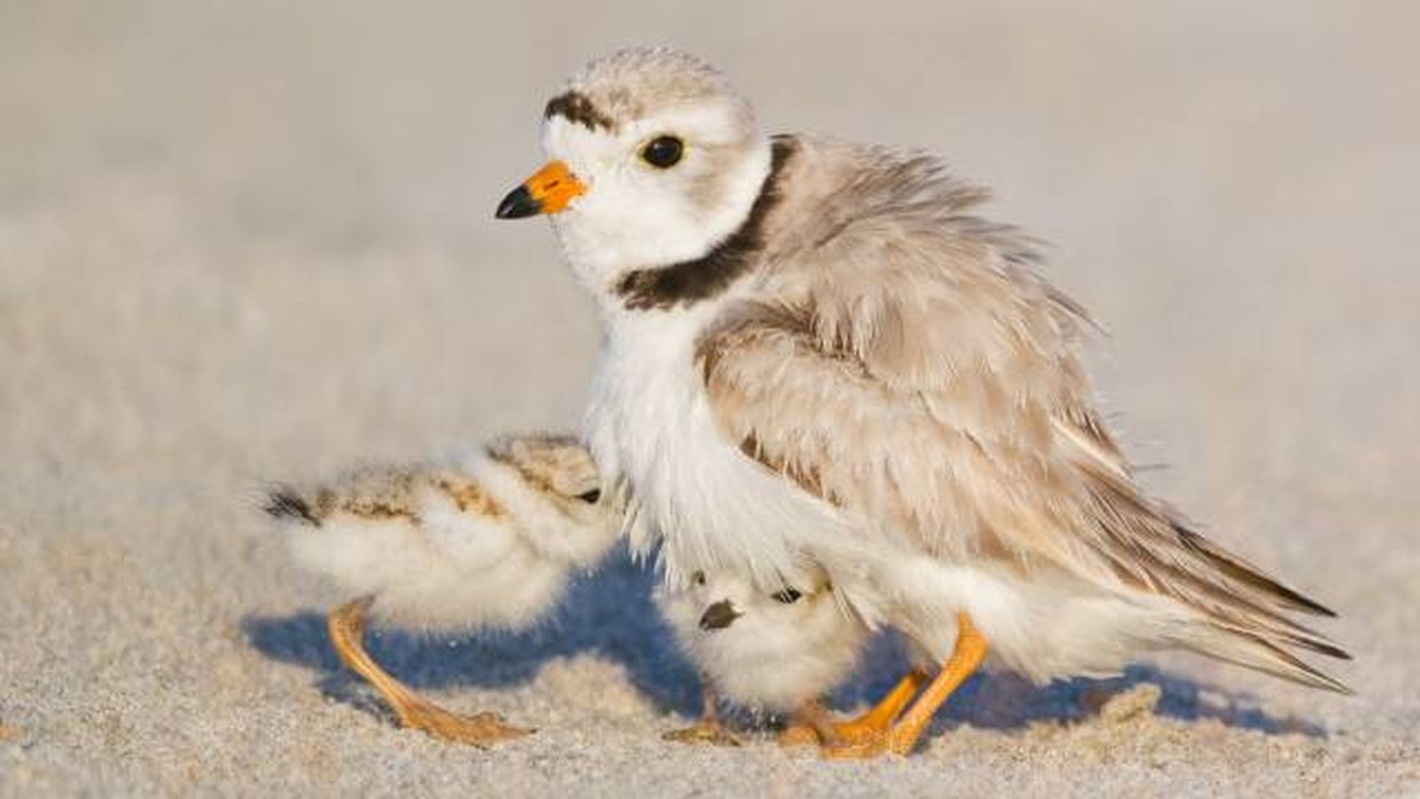 aves playeras especies chorlitos
