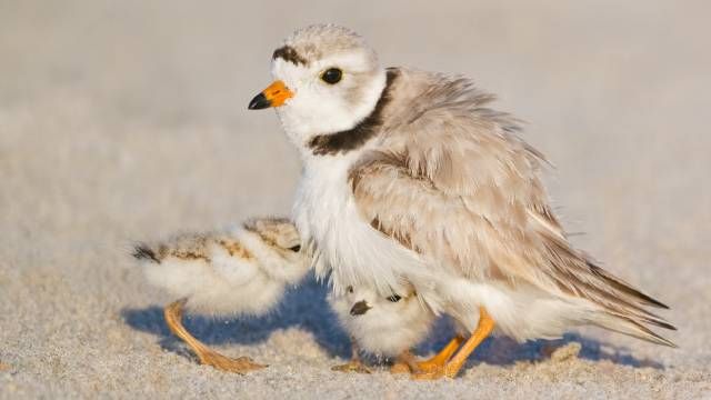 aves playeras especies chorlitos