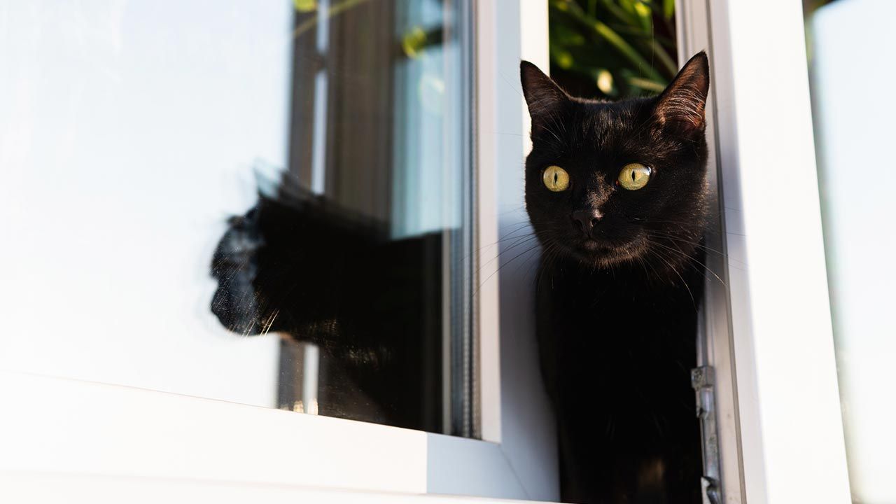 sindrome paracaidas gatos 4