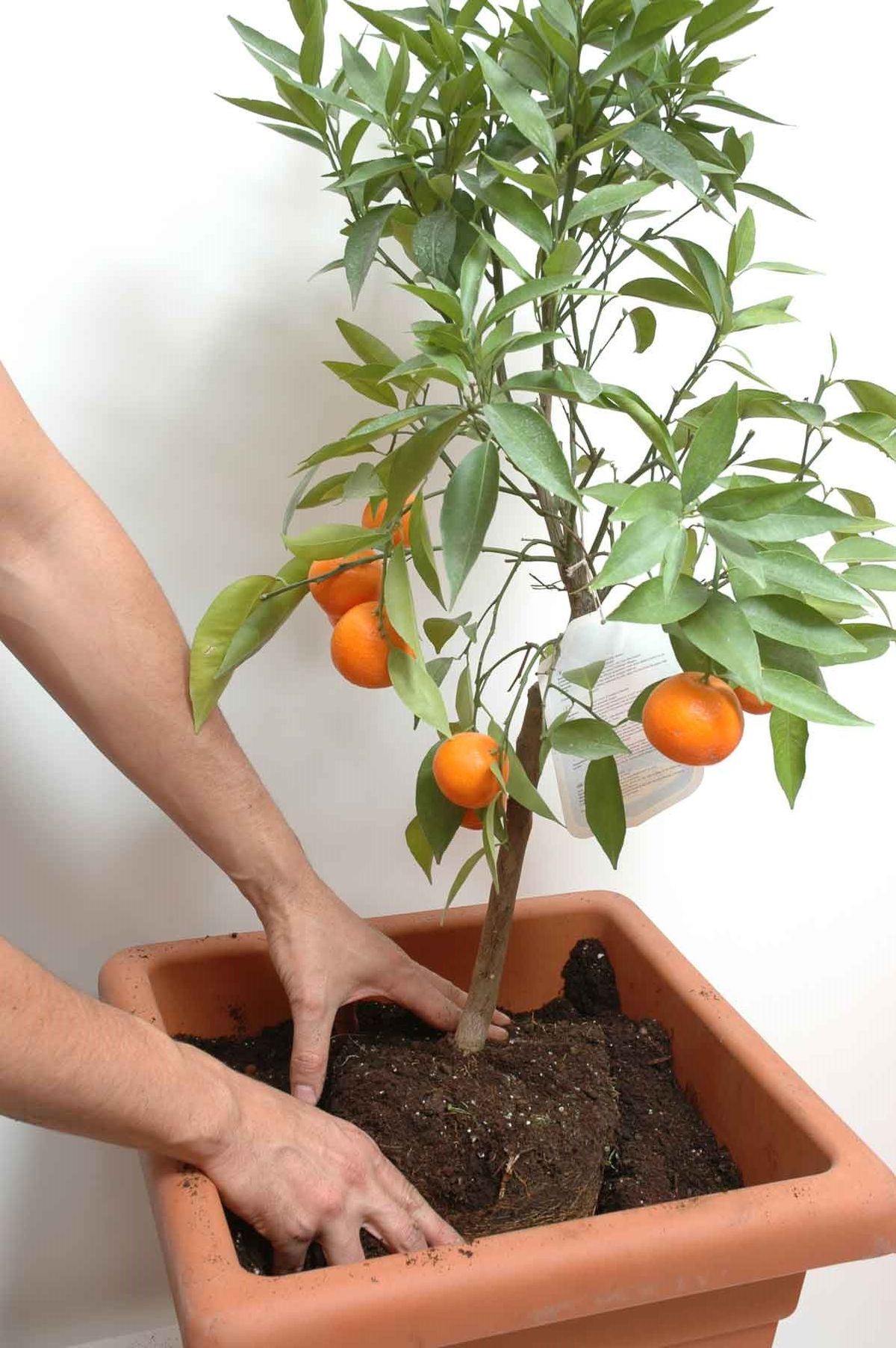 Cítricos enanos en maceta paso 1