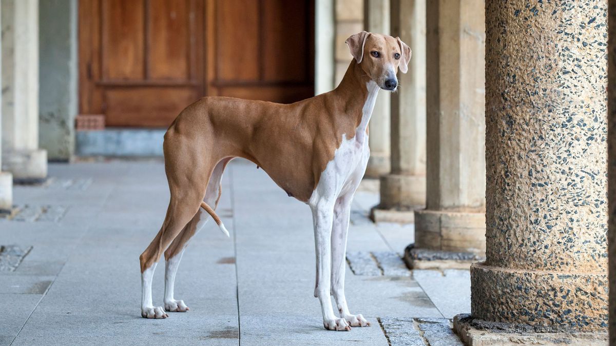 perros razas Africa Azawakh