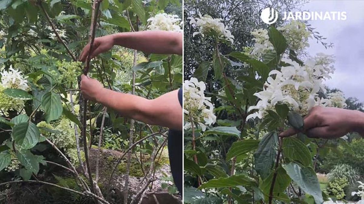 poda de las hydrangeas paniculata