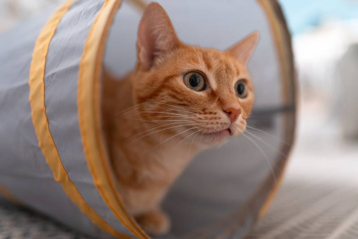 La transformación de tu hogar en un espacio estimulante requiere planificación y adaptación.