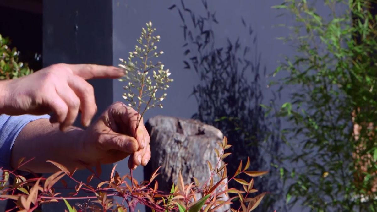 brico 937 3 variedades nandinas bambu sagrado flor