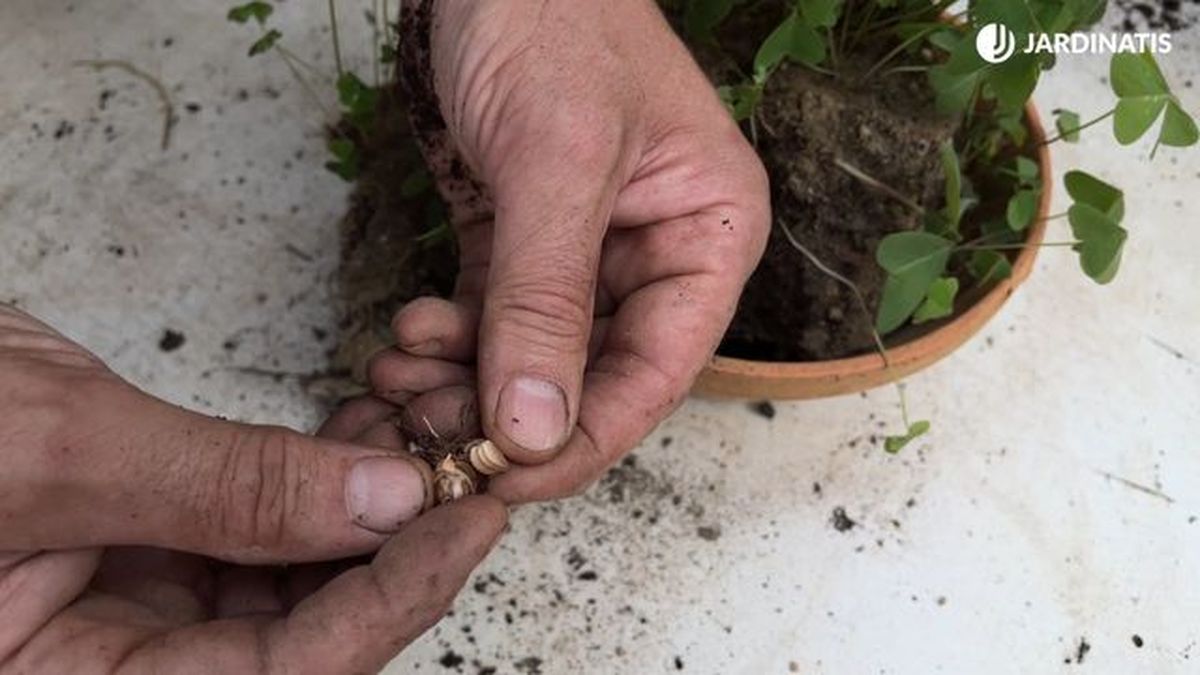 reproduccion hierba de barrabas