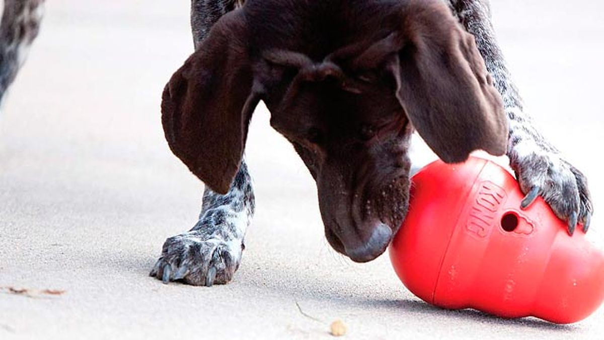 Mordedor para perros.