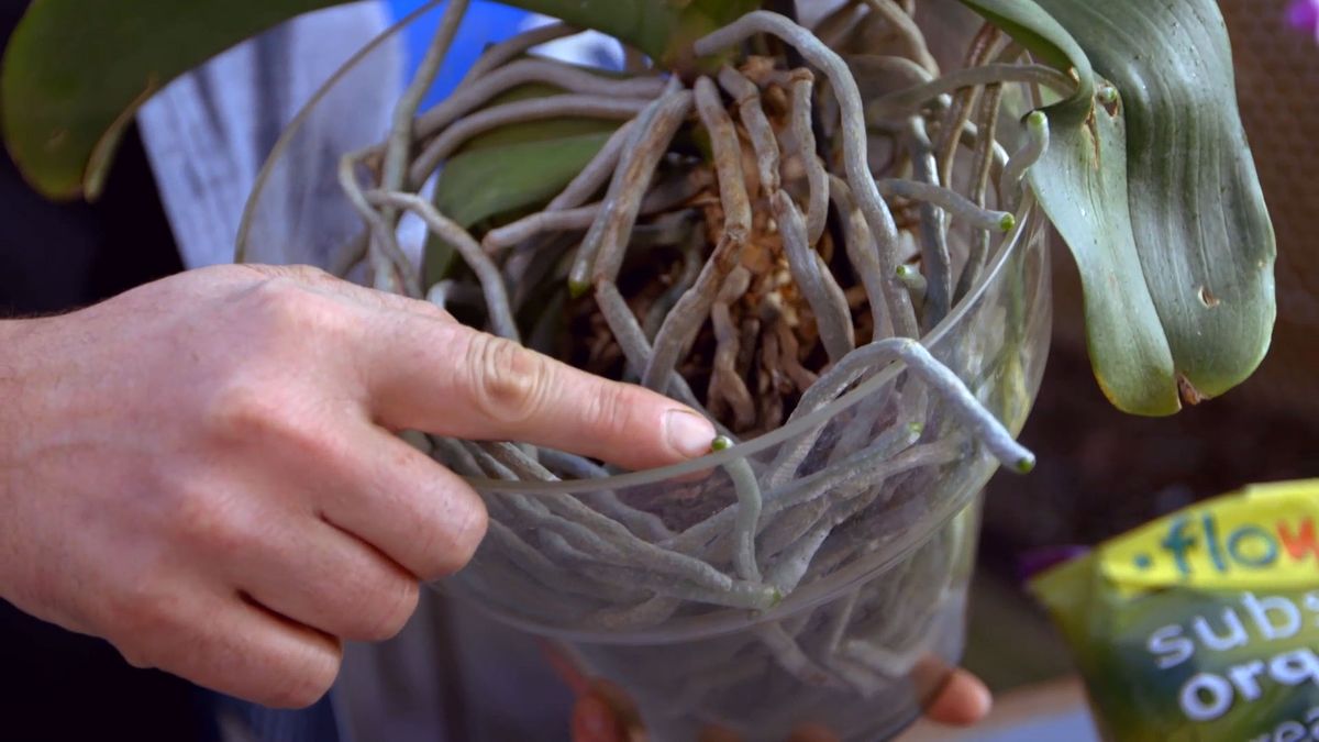 brico 0900 3 como recuperar orquidea raices