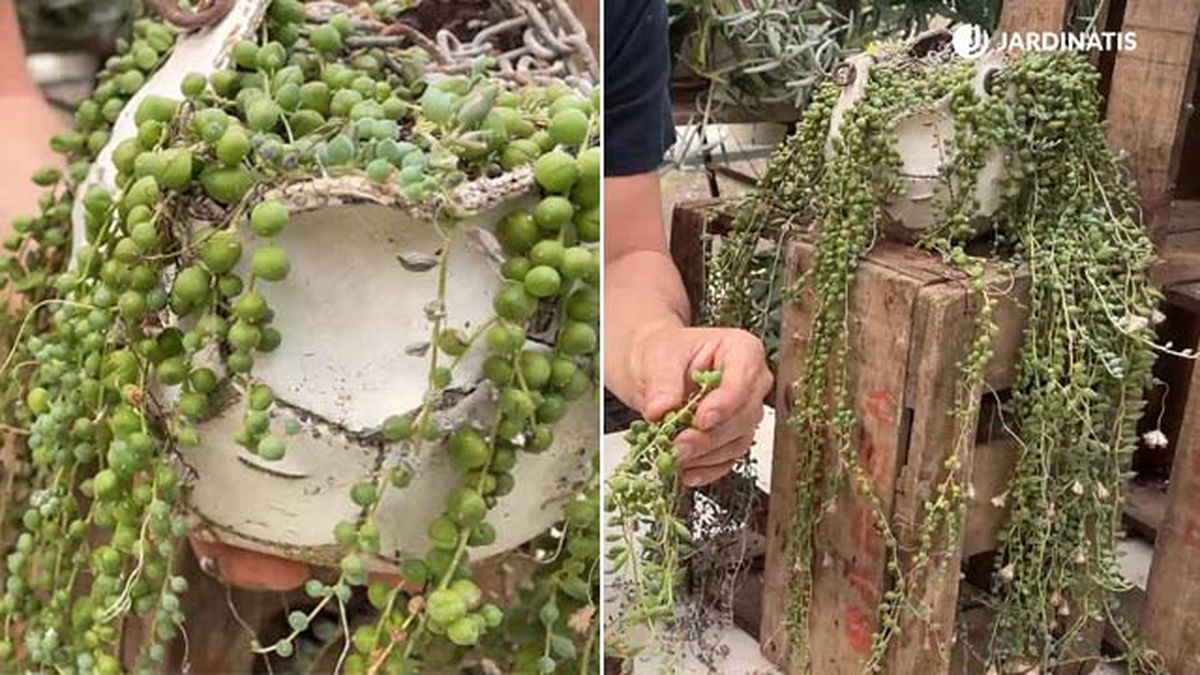 Senecio rowleyanus senecio rosario jardinatis