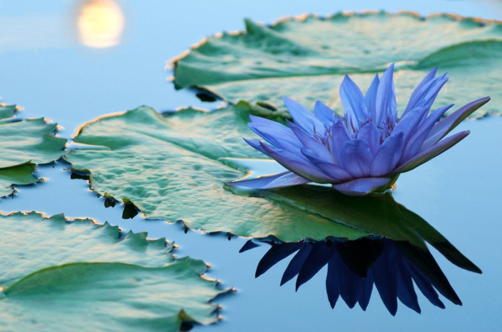 La flor de loto azul.