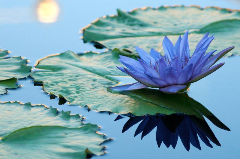 La flor de loto azul.