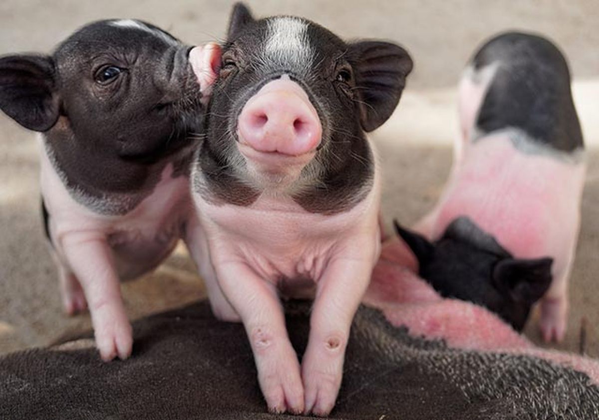 animales felices 14 cerdito