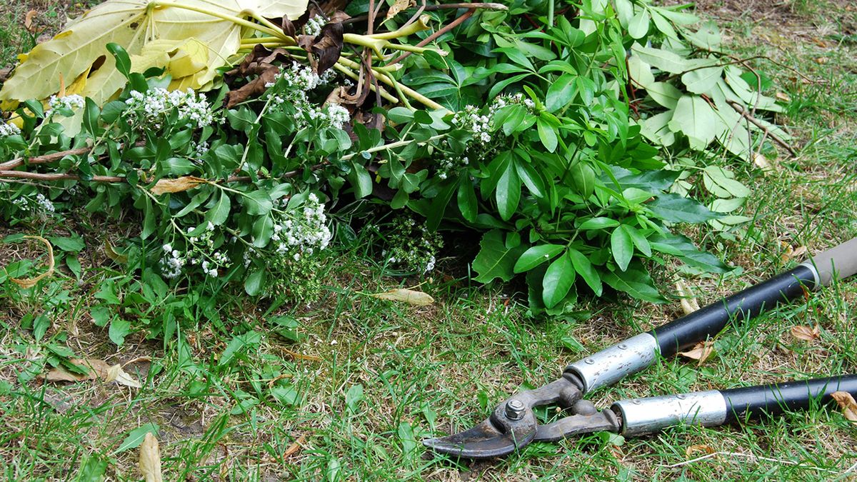 Podar arbustos del jardín