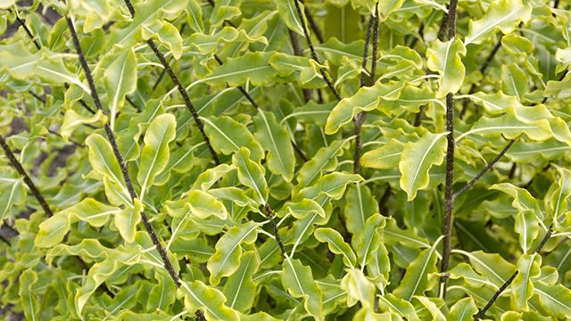 poda de arbusto pittosporum tenuifolium