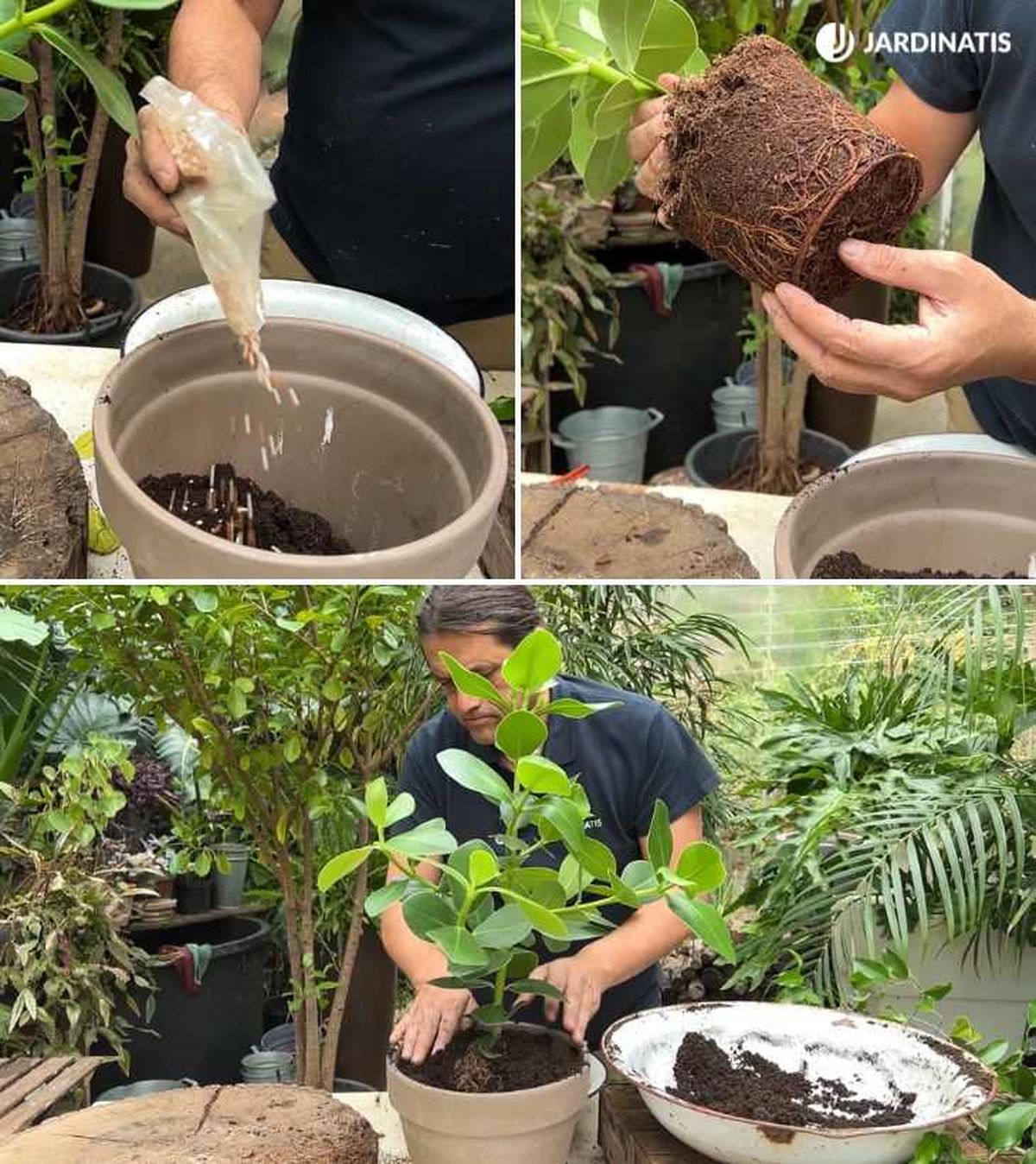 Trasplante de Clusia rosea