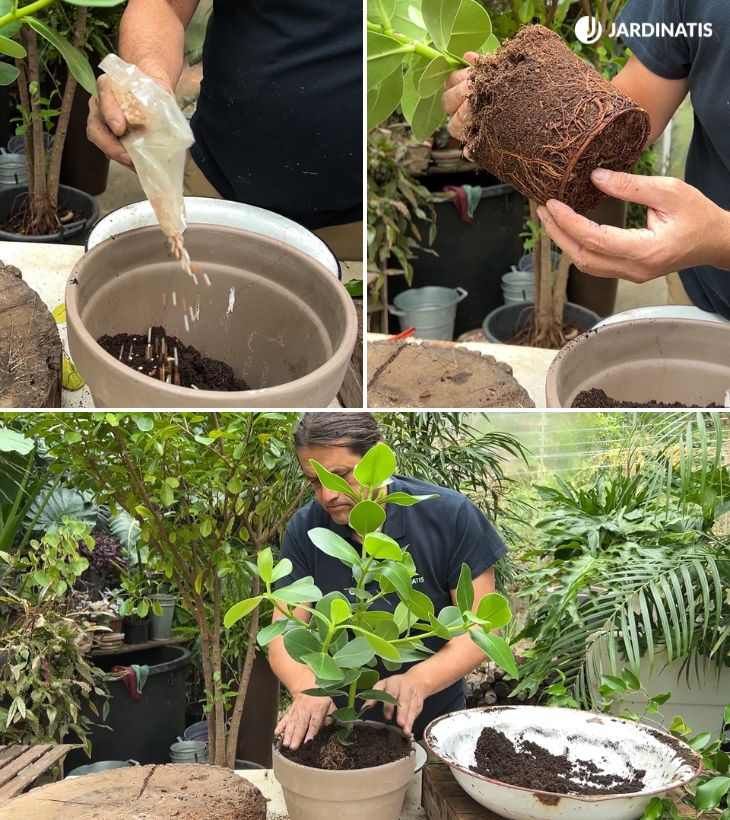 Trasplante de Clusia rosea