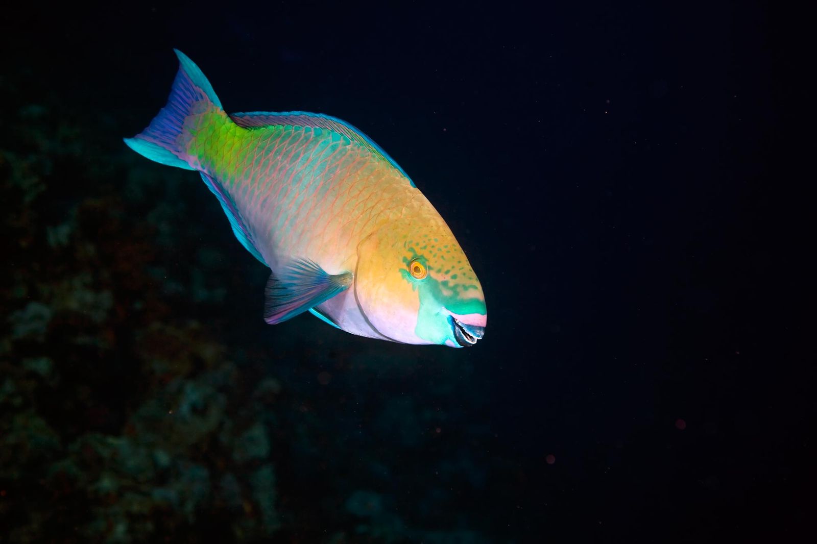 pez loro scaridae xl