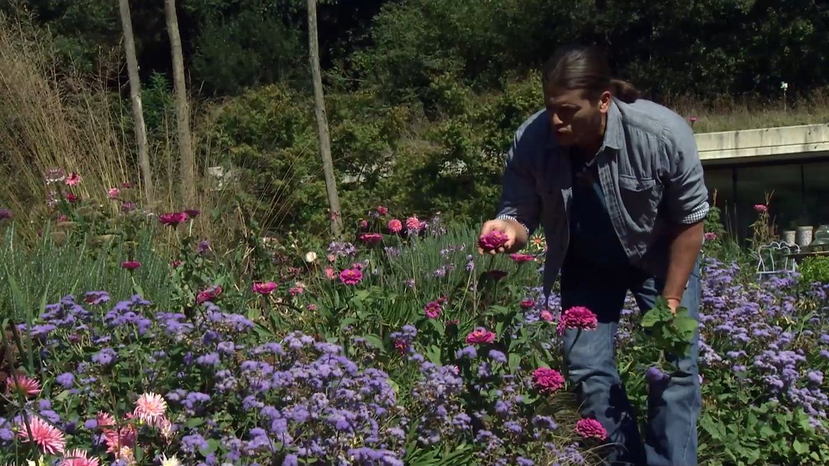 deko 708 jardineria parterre otono zinnia
