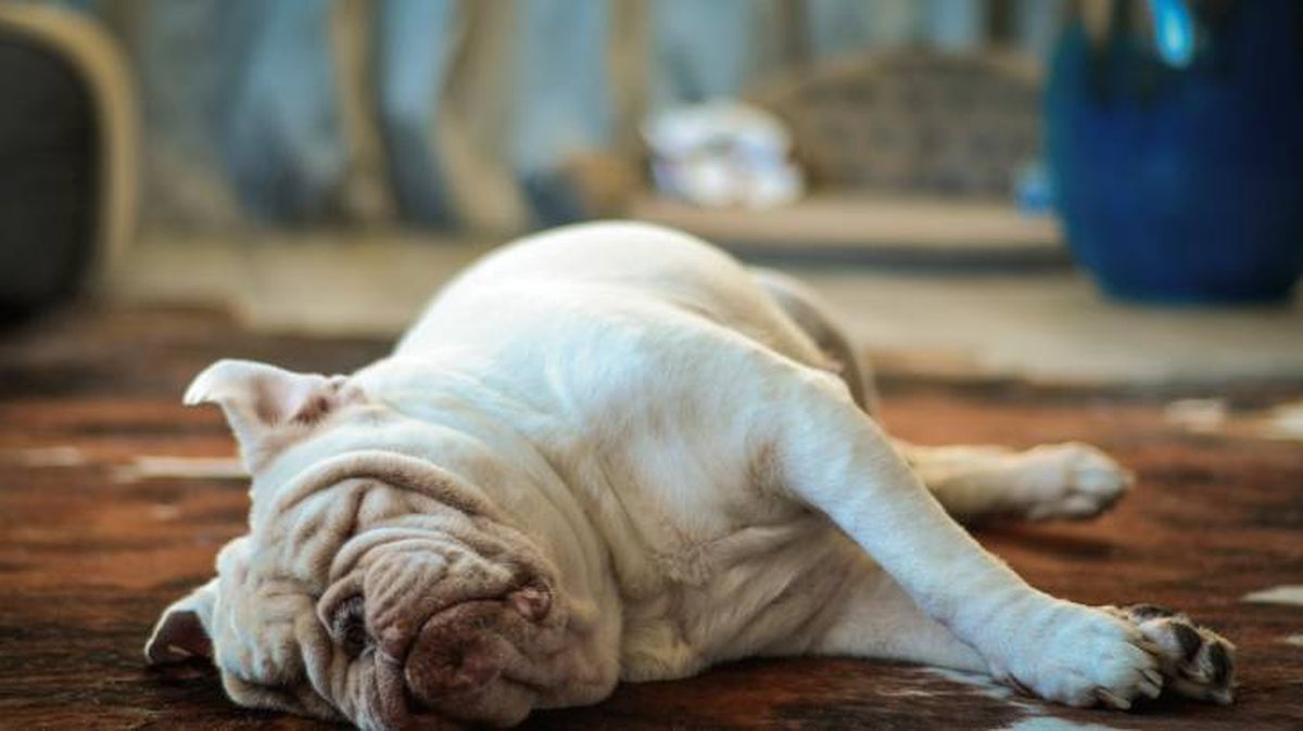 perros gordos esterilizacion causas