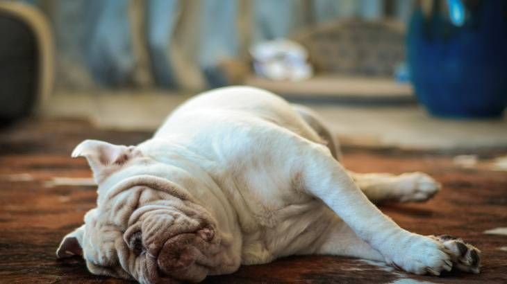 perros gordos esterilizacion causas