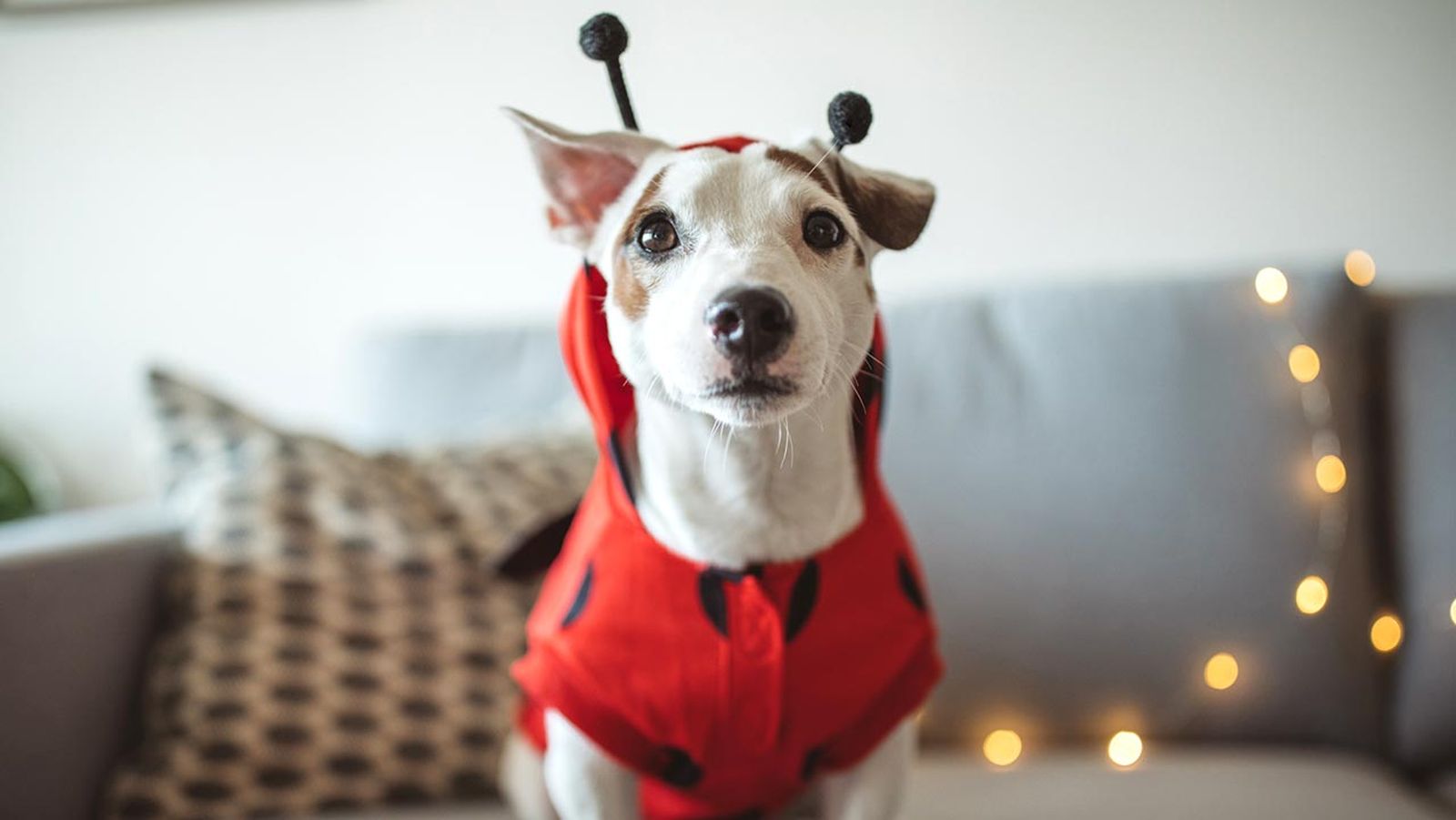 consejos disfraces mascotas portada