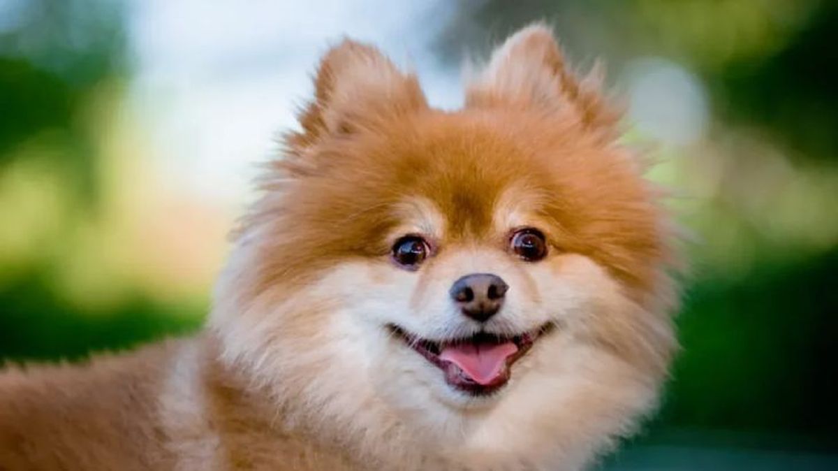 perros que parecen zorros pomerania