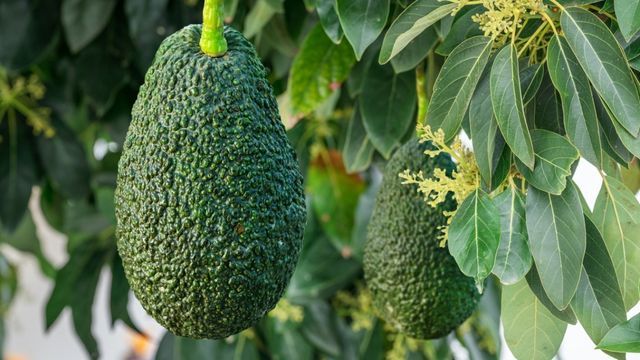 fruto de aguacate