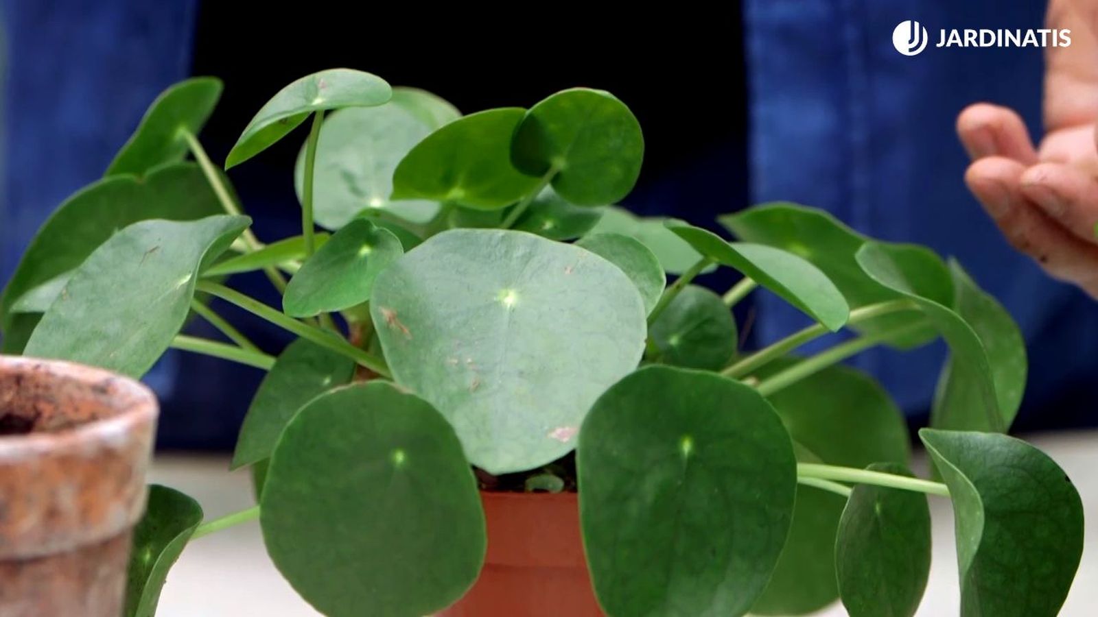 brico 947 3 planta dinero china xl