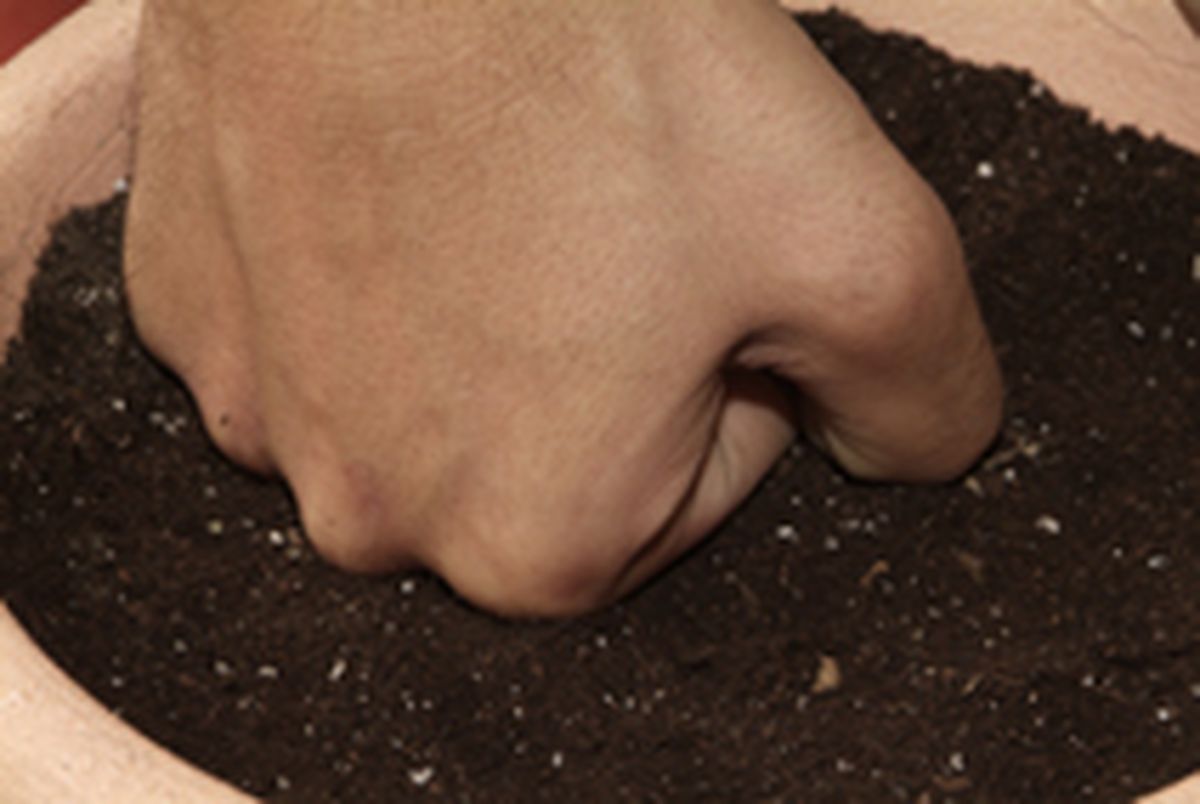 Cultivar cilantro paso 4