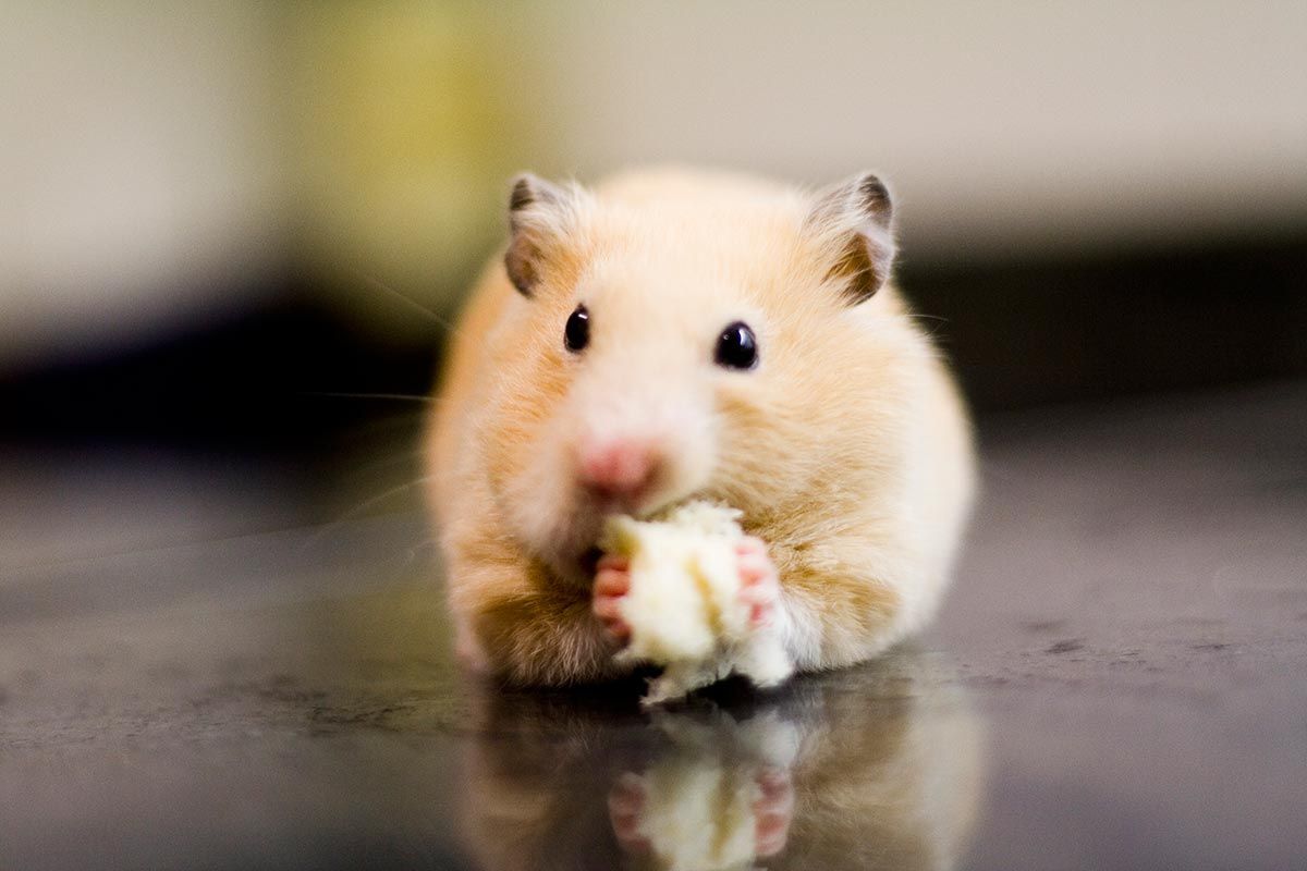 mascotas roedores hamster3