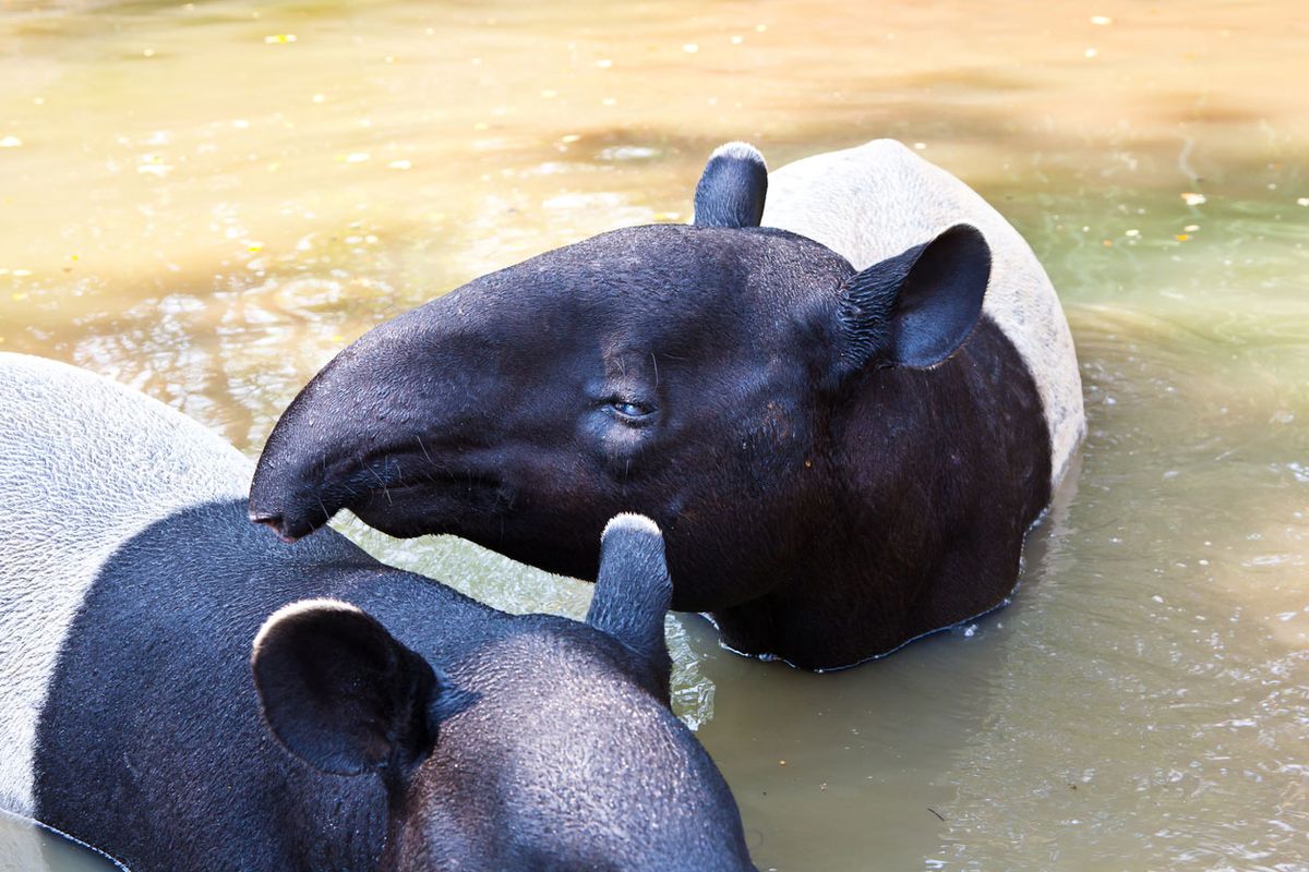 tapir malayo pareja