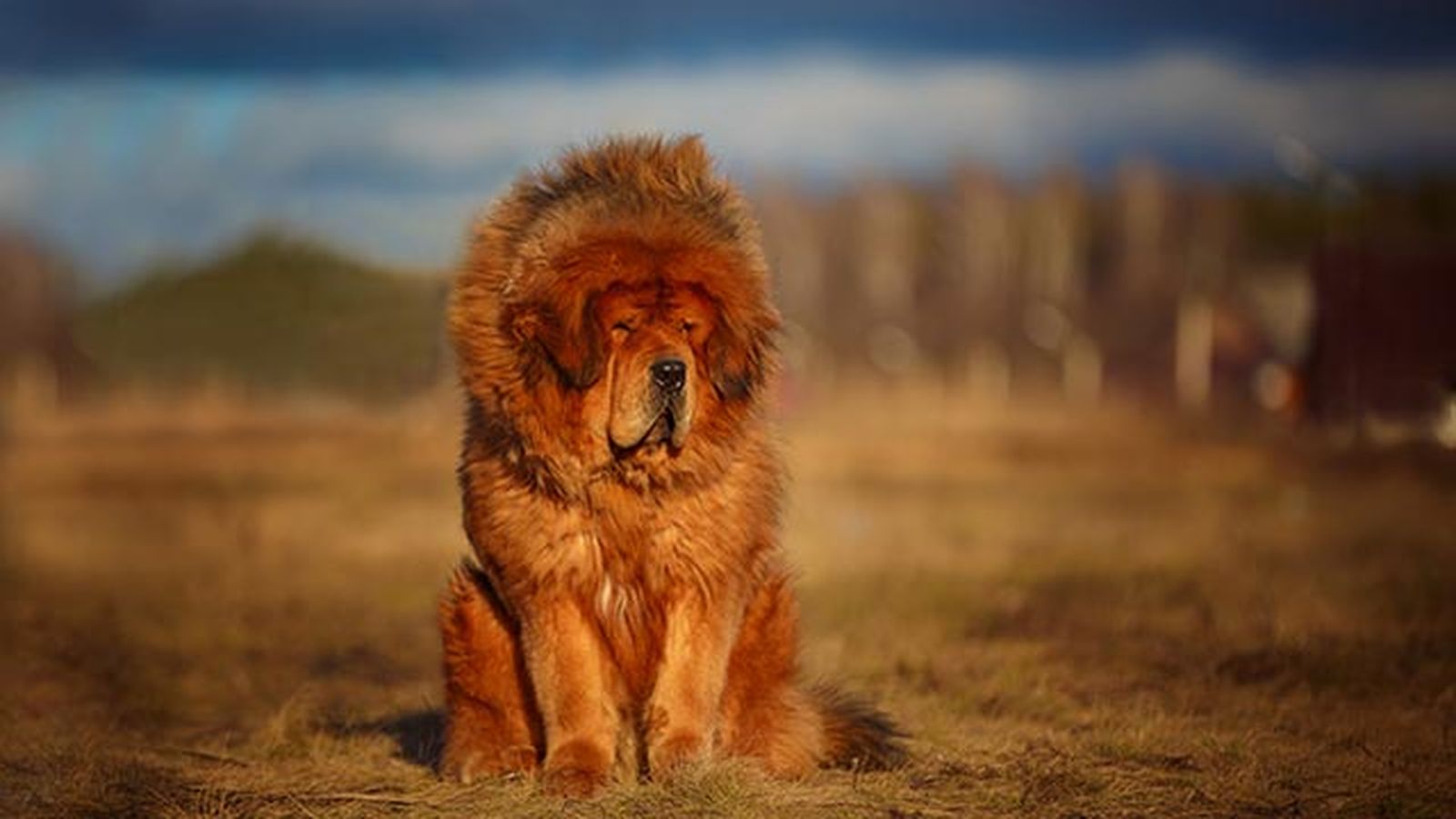 mastin tibetano
