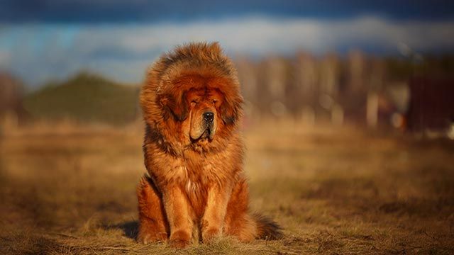 mastin tibetano