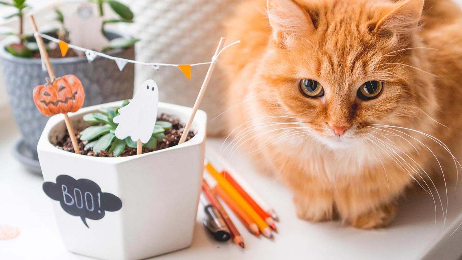 manualidades halloween decorar plantas interior 1