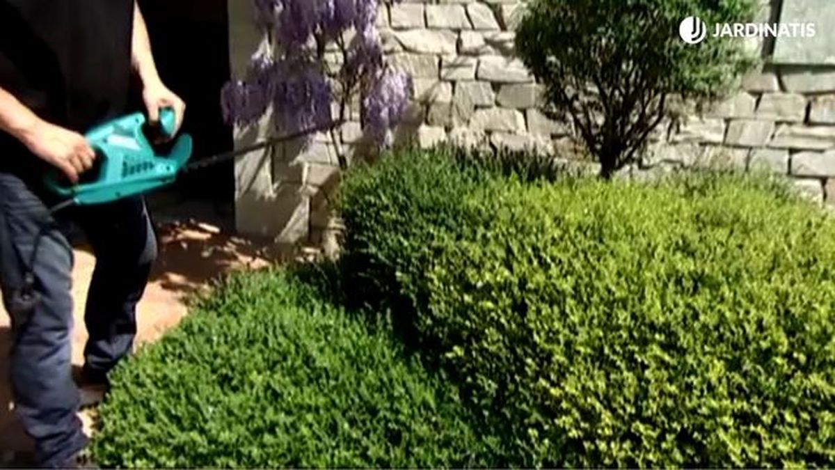 poda lonicera nitida brico 643