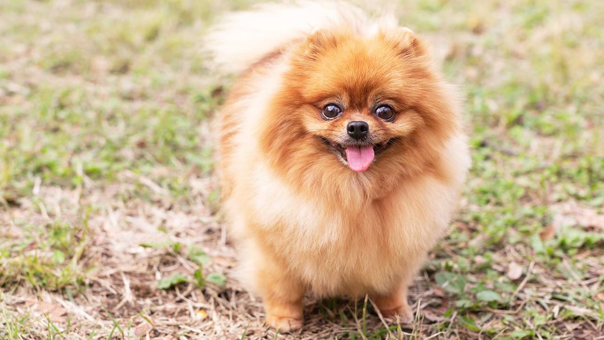 10 perros alemanes 5 pomerania