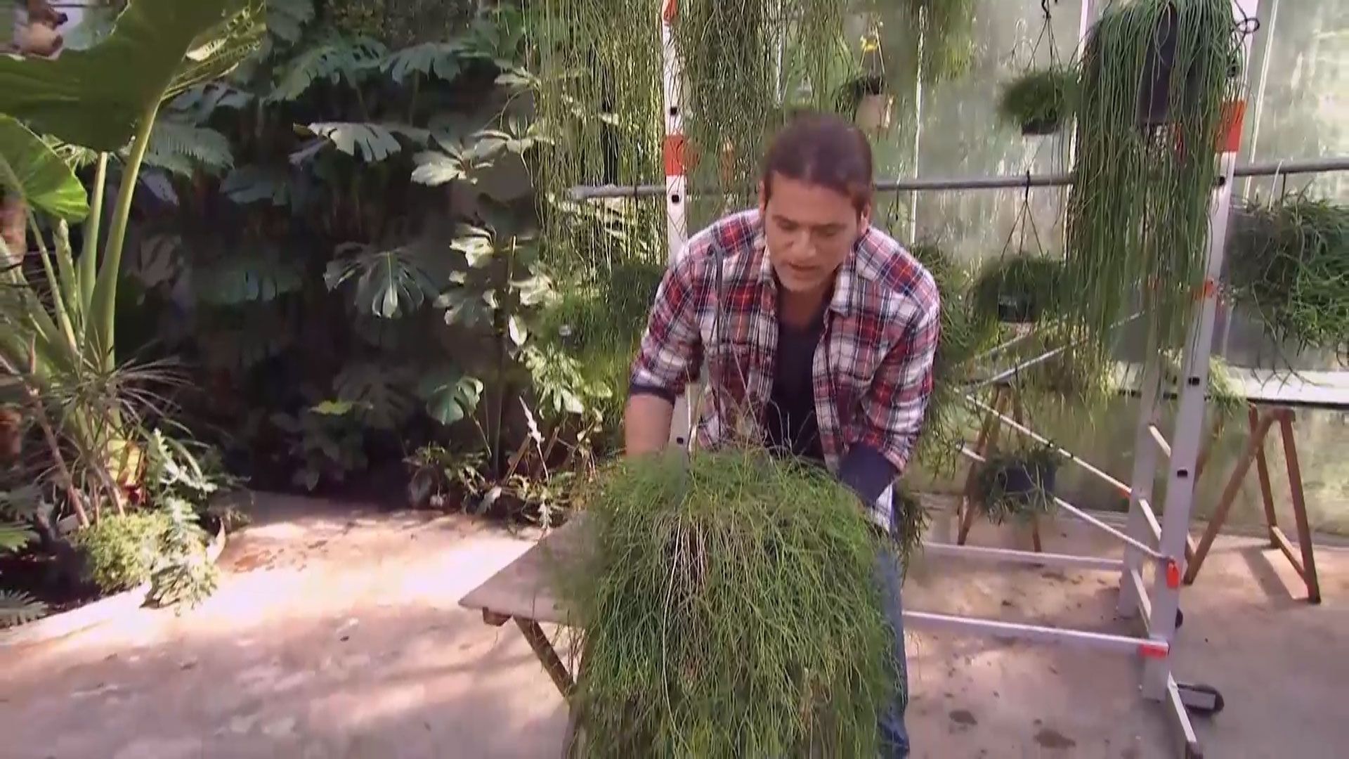 deco 691 variedades rhipsalis cilindrico sanear