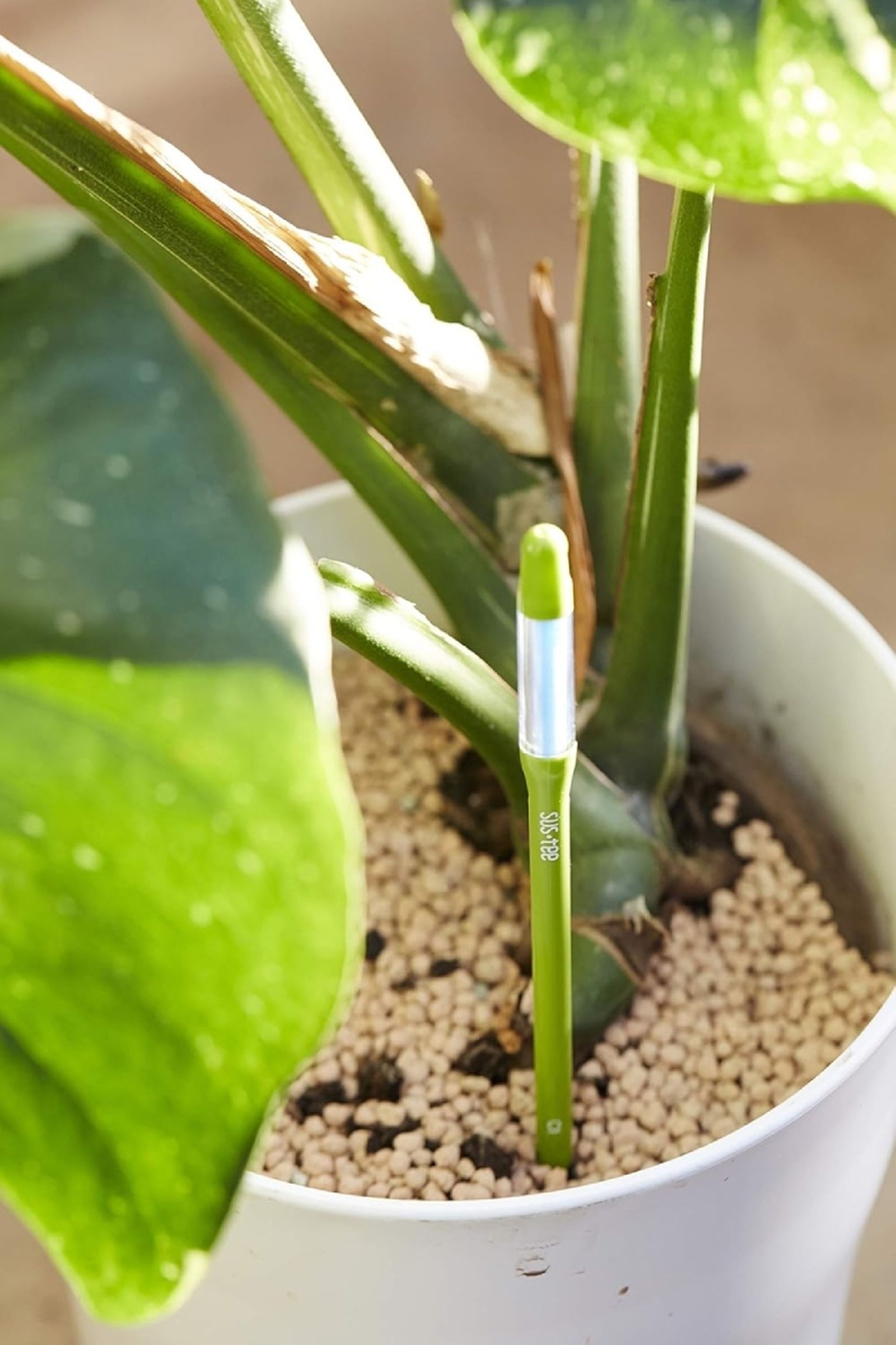 Planta con avisador de riego grande de SUStee.